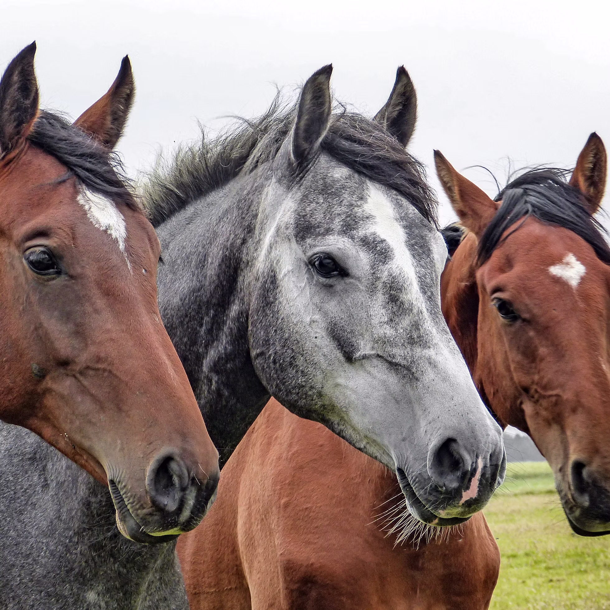 Horses